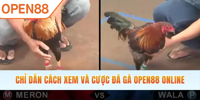 Chỉ dẫn cách xem và cược đá gà OPEN88 online